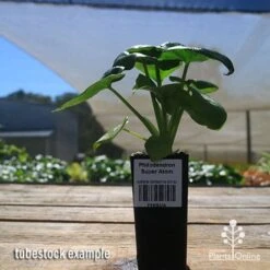 Philodendron Super Atom -Garden Plant Store apo super atom tubestock nursery