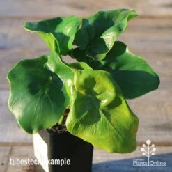 Philodendron Super Atom -Garden Plant Store apo super atom tubestock top 1