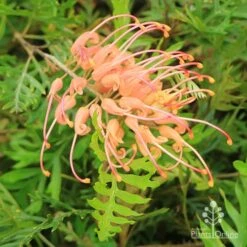 Grevillea Superb -Garden Plant Store apo superb grevillea
