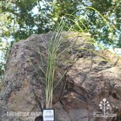 Pennisetum Alopecuroides - Swamp Fountain Grass -Garden Plant Store apo swamp grass tubestock new