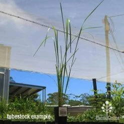 Pennisetum Alopecuroides - Swamp Fountain Grass -Garden Plant Store apo swamp grass tubestock tall