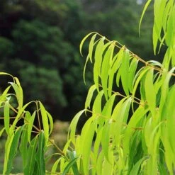 Waterhousea Sweeper - Weeping Lilly Pilly 13 Waterhousea Sweeper - Weeping Lilly Pilly -Garden Plant Store apo sweeper foliage