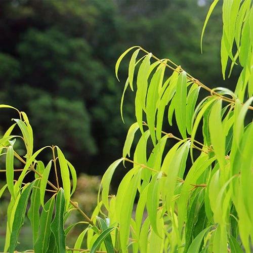 Waterhousea Sweeper - Weeping Lilly Pilly 5 Waterhousea Sweeper - Weeping Lilly Pilly - Image 5