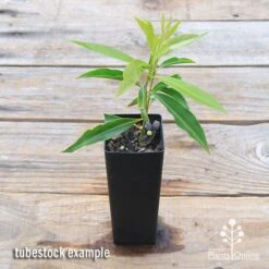 Waterhousea Sweeper - Weeping Lilly Pilly 14 Waterhousea Sweeper - Weeping Lilly Pilly -Garden Plant Store apo sweeper tubetock