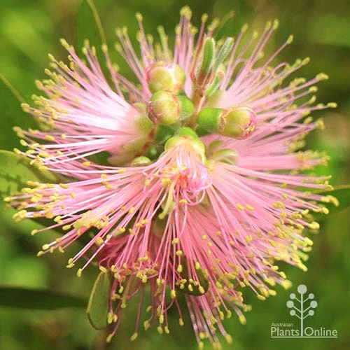 Callistemon Sweet Burst 4 Callistemon Sweet Burst - Image 4
