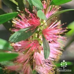 Callistemon Sweet Burst 22 Callistemon Sweet Burst -Garden Plant Store apo sweet burst flower ant