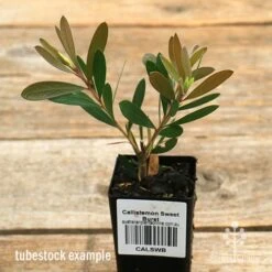 Callistemon Sweet Burst 27 Callistemon Sweet Burst -Garden Plant Store apo sweet burst tubestock