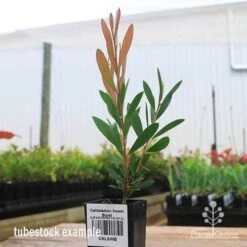 Callistemon Sweet Burst 23 Callistemon Sweet Burst -Garden Plant Store apo sweet burst tubestock colour