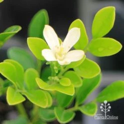 Murraya Sweet Privacy 15 Murraya Sweet Privacy -Garden Plant Store apo sweet privacy flower