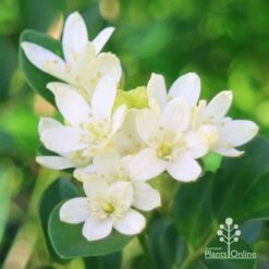 Murraya Sweet Privacy 14 Murraya Sweet Privacy -Garden Plant Store apo sweet privacy flowers