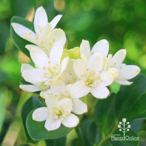 Murraya Sweet Privacy 5 Murraya Sweet Privacy - Image 5