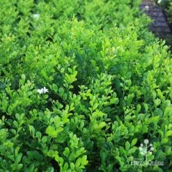 Murraya Sweet Privacy 18 Murraya Sweet Privacy -Garden Plant Store apo sweet privacy hedge