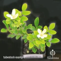 Murraya Sweet Privacy 19 Murraya Sweet Privacy -Garden Plant Store apo sweet privacy isolated