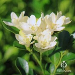 New Products -Garden Plant Store apo sweet privacy murraya flowers