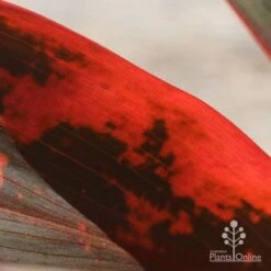 Cordyline Fruticosa Tangelo -Garden Plant Store apo tangelo closeup