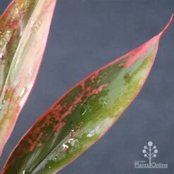 Cordyline Fruticosa Tangelo -Garden Plant Store apo tangelo leaf