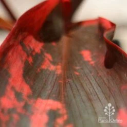 Cordyline Fruticosa Tangelo -Garden Plant Store apo tangelo leaf close
