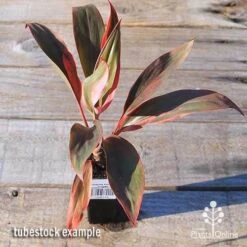 Cordyline Fruticosa Tangelo -Garden Plant Store apo tangelo tubestock top
