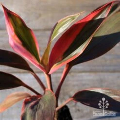 Cordyline Fruticosa Tangelo -Garden Plant Store apo tangelo tubestock2