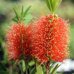 Callistemon Tangerine Dream -Garden Plant Store apo tangerine dream callistemon