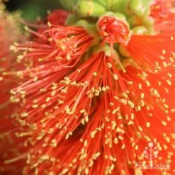 Callistemon Tangerine Dream -Garden Plant Store apo tangerine dream superclose