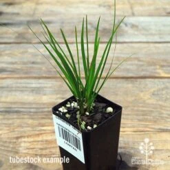 Lomandra Tanika 11 Lomandra Tanika -Garden Plant Store apo tanika tubestock