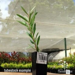 Callistemon Taree Pink -Garden Plant Store apo taree pink tubestock