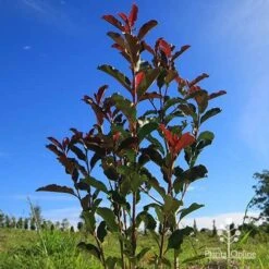 Photinia Thin Red 13 Photinia Thin Red -Garden Plant Store apo thin red habit blue sky