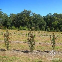 Photinia Thin Red 19 Photinia Thin Red -Garden Plant Store apo thin red nursery hedge 2