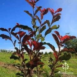 Photinia Thin Red 15 Photinia Thin Red -Garden Plant Store apo thin red nursery planting