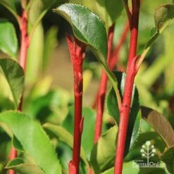 Photinia Thin Red 16 Photinia Thin Red -Garden Plant Store apo thin red red stems 2