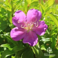 New Products -Garden Plant Store apo tibouchina allure flower