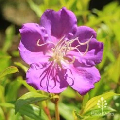 Tibouchina Allure -Garden Plant Store apo tibouchina allure flower2