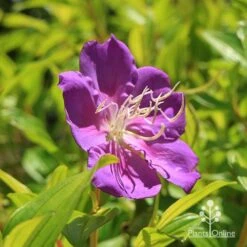 Tibouchina Allure -Garden Plant Store apo tibouchina allure flower 1