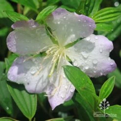 Tibouchina Chameleon -Garden Plant Store apo tibouchina chameleon flower