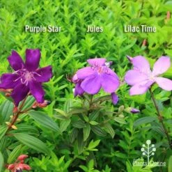 Tibouchina Purple Star -Garden Plant Store apo tibouchina compare 2