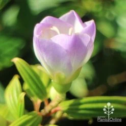 Tibouchina Illusion -Garden Plant Store apo tibouchina illusion bud