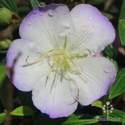 Tibouchina Illusion -Garden Plant Store apo tibouchina illusion picotee
