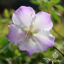 Tibouchina Illusion -Garden Plant Store apo tibouchina illusion rain
