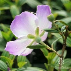 Tibouchina Illusion -Garden Plant Store apo tibouchina illusion reverse