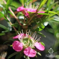 Leptospermum Tickled Pink -Garden Plant Store apo tickled pink close