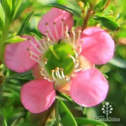 Leptospermum Tickled Pink -Garden Plant Store apo tickled pink flower close 1