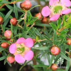 Leptospermum Tickled Pink -Garden Plant Store apo tickled pink leptospermum flower buds 1