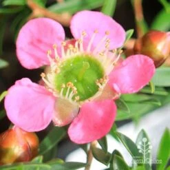 Leptospermum Tickled Pink -Garden Plant Store apo tickled pink leptospermum flower closeup 1