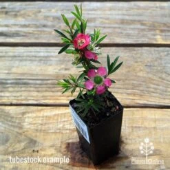 Leptospermum Tickled Pink -Garden Plant Store apo tickled pink leptospermum tubestock flowering