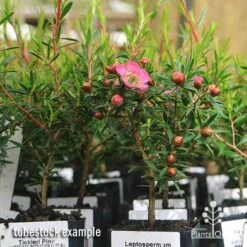 Leptospermum Tickled Pink -Garden Plant Store apo tickled pink leptospermum tubestock plants 1