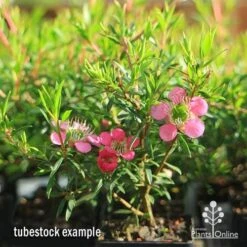 Leptospermum Tickled Pink -Garden Plant Store apo tickled pink tubestock 3 flowers 1