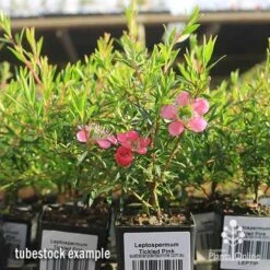 Leptospermum Tickled Pink -Garden Plant Store apo tickled pink tubestock flowers 1