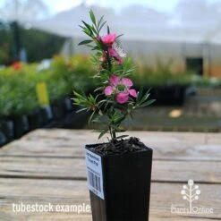Leptospermum Tickled Pink -Garden Plant Store apo tickled pink tubestock in flower