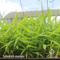 Tiger Grass - Thysanolaena -Garden Plant Store apo tiger grass tray of tubestock